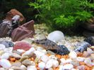 Filename : Corydoras.jpg
Filesize : 238KB
Dimensions : 1024x768
Date added : May 05, 2009 Corydoras.jpg