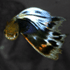 [Avatar]