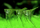 [Avatar]