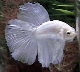 [Avatar]