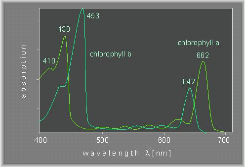 [Thumb - Spectre de absorb?ie de clorofila a (verde deschis) ?i clorofila b (turcoaz).jpg]