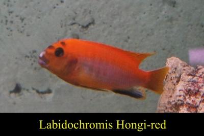 [Thumb - labidochromis-hongi-red.jpg]