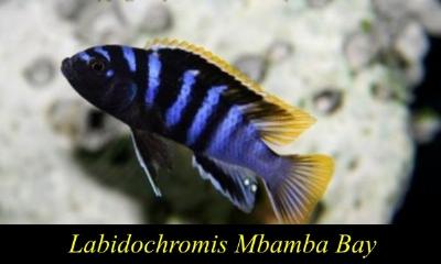 [Thumb - labidochromis-mbamba-bay.jpg]