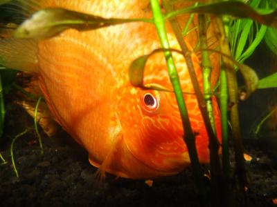 [Thumb - _Red_spotted_severum_2.JPG]