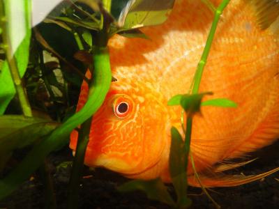 [Thumb - _Red_spotted_severum_1.JPG]