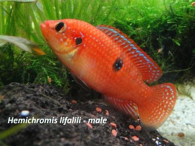 [Thumb - 1_Hemichromis_lifalili_male.JPG]