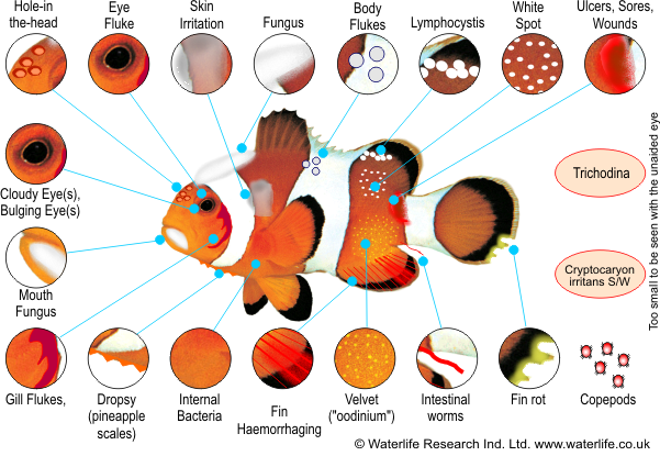 [Thumb - fish-disease-chart-marine.png]
