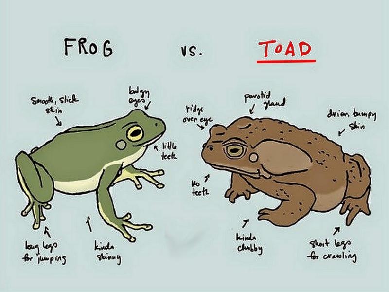 [Thumb - a frog-vs-toad (2).jpg]