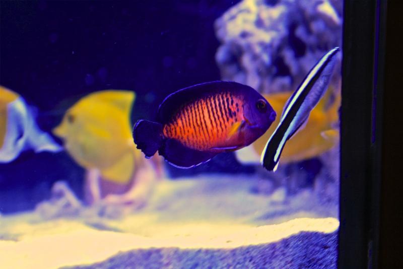 [Thumb - Coral Beauty Angelfish.jpg]