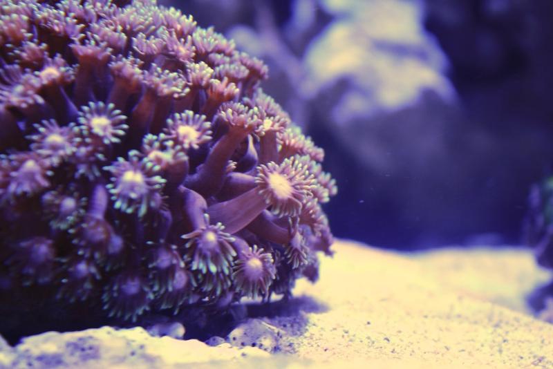 [Thumb - Goniopora Coral.jpg]