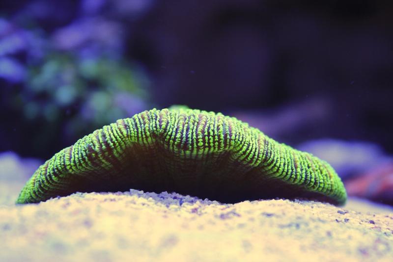 [Thumb - Trachyphyllia coral.jpg]
