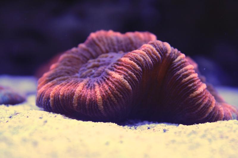 [Thumb - Trachyphyllia coral 2.jpg]