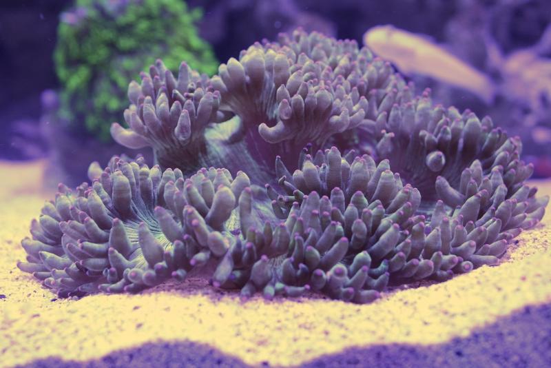 [Thumb - Catalaphyllia jardinei (Elegance Coral).jpg]