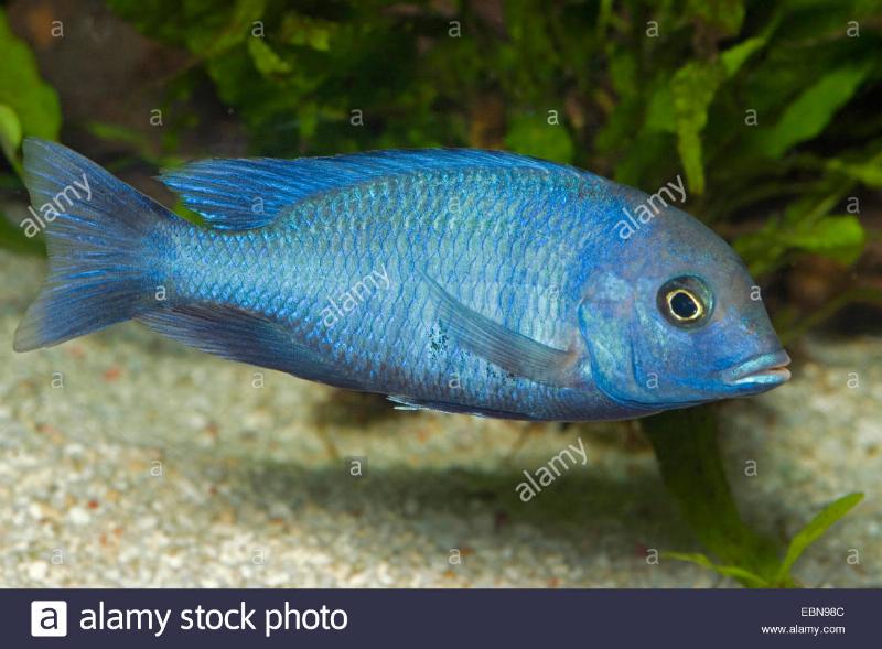 [Thumb - blue-malawi-dolphin-cyrtocara-moorii-haplochromis-moorii-swimming-EBN98C.jpg]