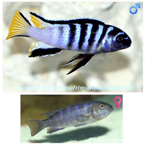 [Thumb - Fish_Malawi_Pseudotropheus_Elongatus_Mpanga.png]