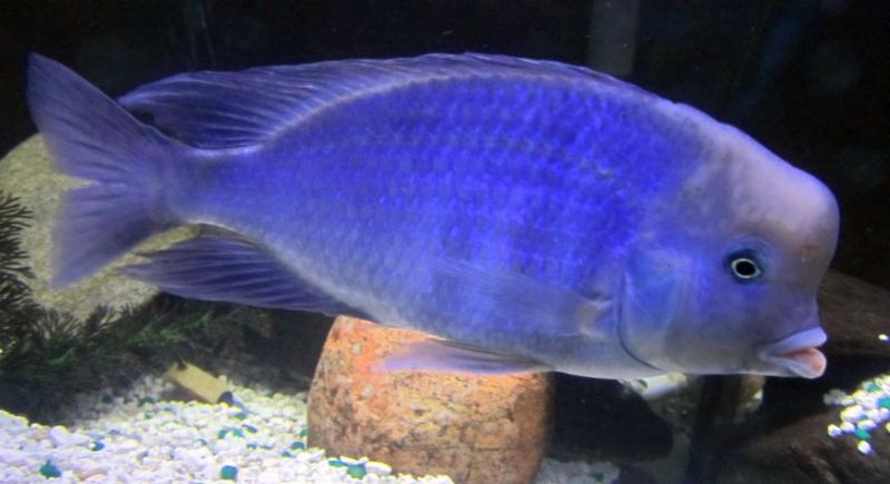 [Thumb - Blue-Moorii-Cichlid-Cyrtocara-moorii.jpg]