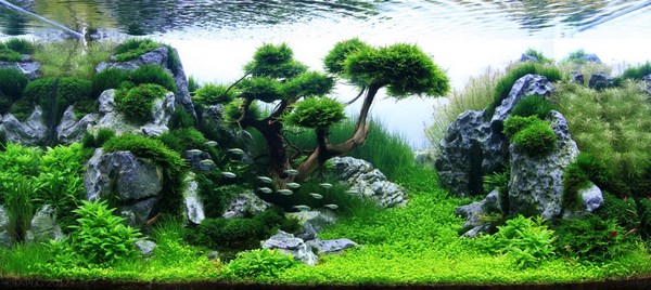 [Thumb - amazing-aquascapes-rocks-plants.jpg]