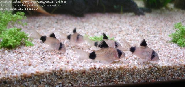 [Thumb - corydoras-panda-aquarium-vivarium-paludarium-fish-aquacult-1704-13-aquacult@7.jpg]