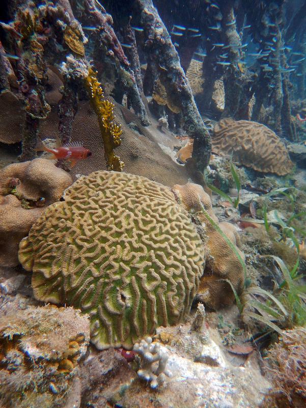 [Thumb - Hurricane Hole boulder brain coral squirrelfish 2009 CRogers .jpg]