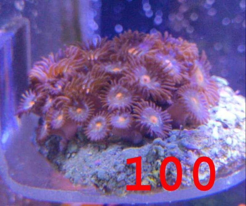 [Thumb - coral1.jpg]