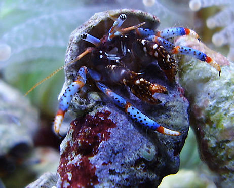 [Thumb - blue-leg-hermit-crab.jpg]