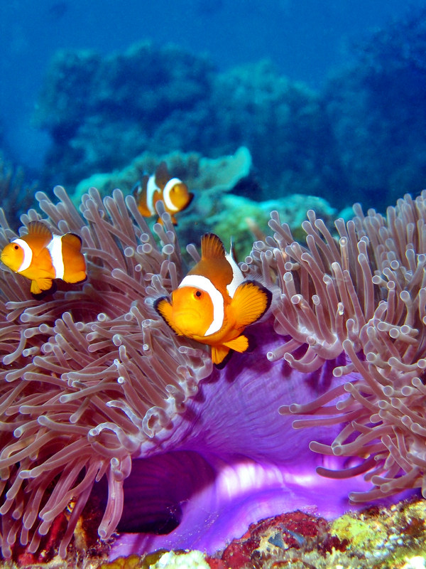 Clowns in anemone