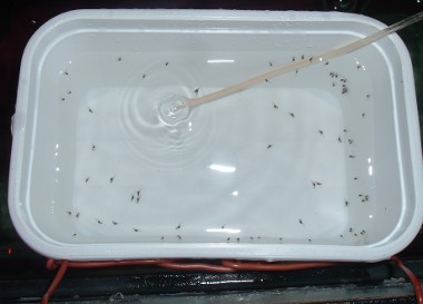 Larve de discus