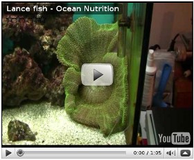 Hranire anemona cu Ocean Nutrition
