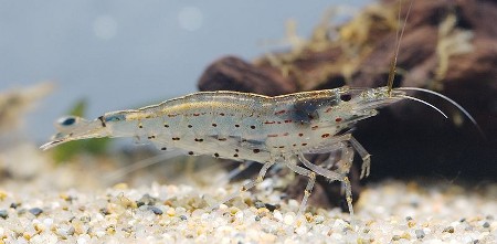 Amano shrimp - wikimedia image