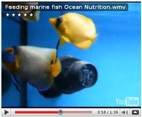 Hranire pesti marini cu Ocean Nutrition