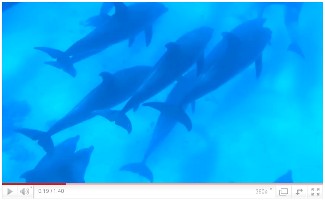 2010 - Inot cu delfini in Marea Rosie