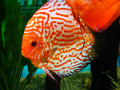 Web Content Image