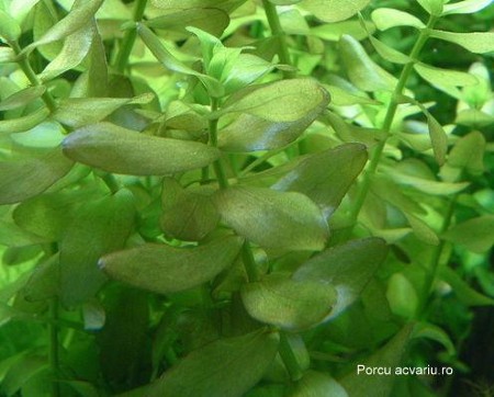 Bacopa