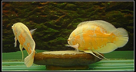 astronotus