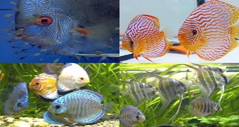 discus