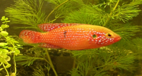 hemichromis